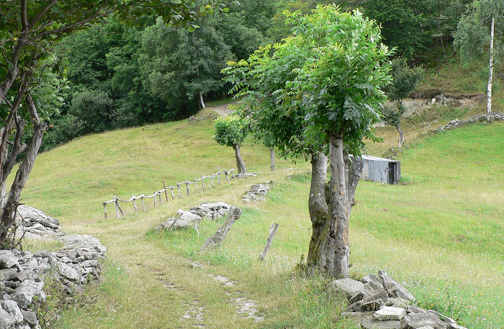 Frassini alla Mura (Vaie).